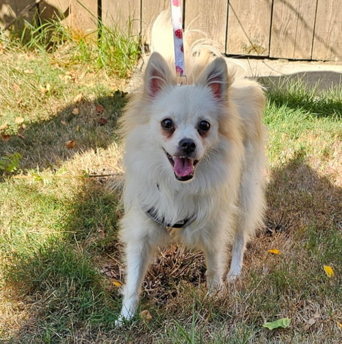 Enzo from Korea photo 1