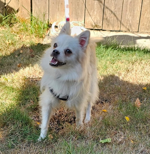 Enzo from Korea photo 2