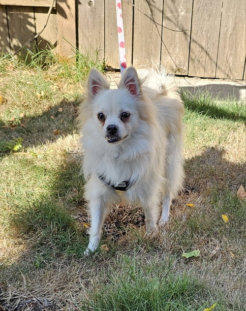 Enzo from Korea photo 4