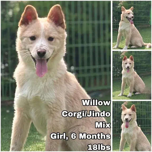 Willow From Korea - Corgi