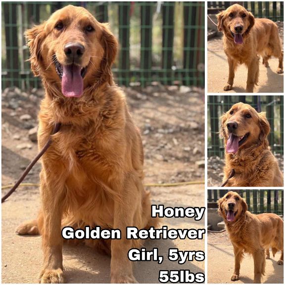 adoptable Dog in Federal Way, WA named Honey from Korea