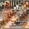 adoptable Dog in  named Honey from Korea