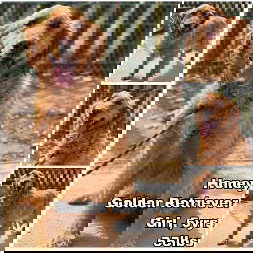 animal-image