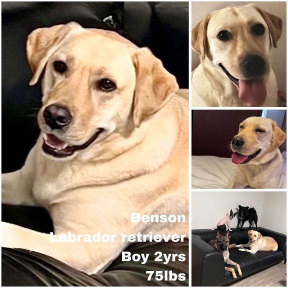 adoptable Dog in Federal Way, WA named Benson from Korea