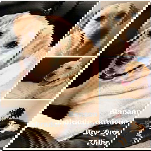 animal-image