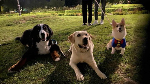 BENSON FROM KOREA - Labrador Retriever available for adoption