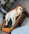 Benson from Korea - Photo 5