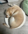 Benson from Korea - Photo 7