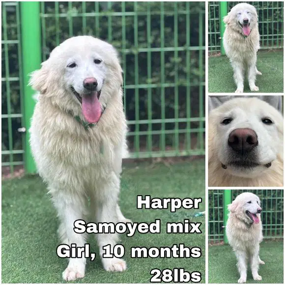 Harper From Korea - Samoyed
