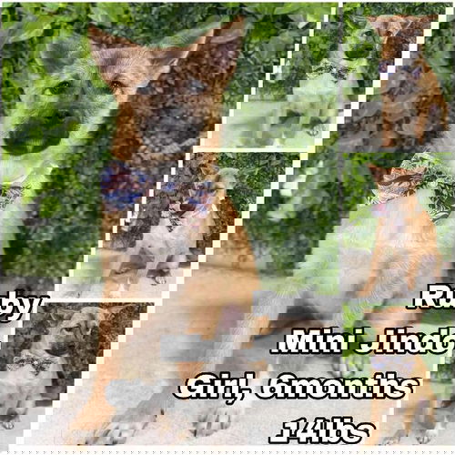 animal-image