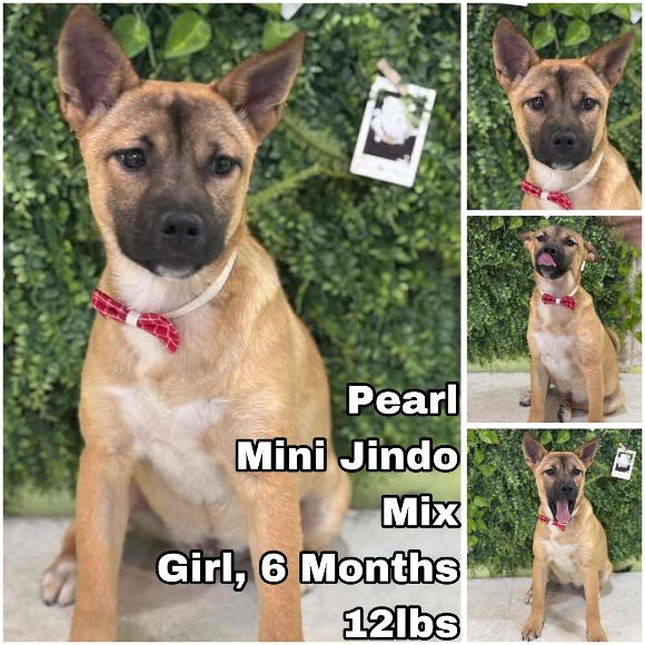 adoptable Dog in Federal Way, WA named Pearl from Korea