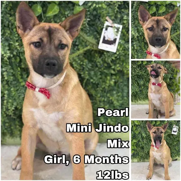 Pearl From Korea - Jindo (Korean)