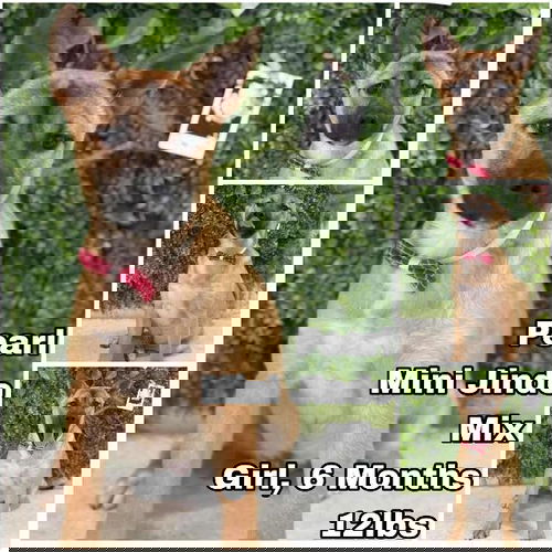 animal-image