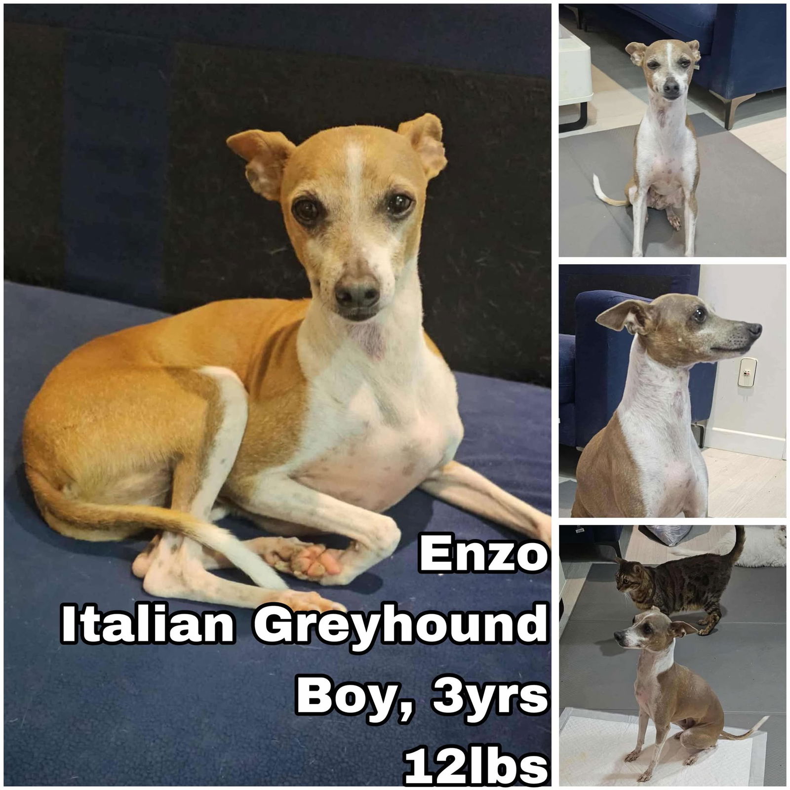 adoptable Dog in Federal Way, WA named Enzo from Korea
