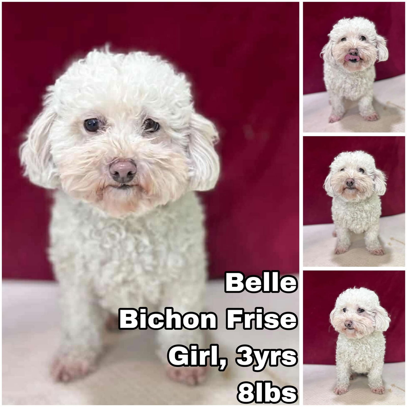 adoptable Dog in Federal Way, WA named Belle from Korea