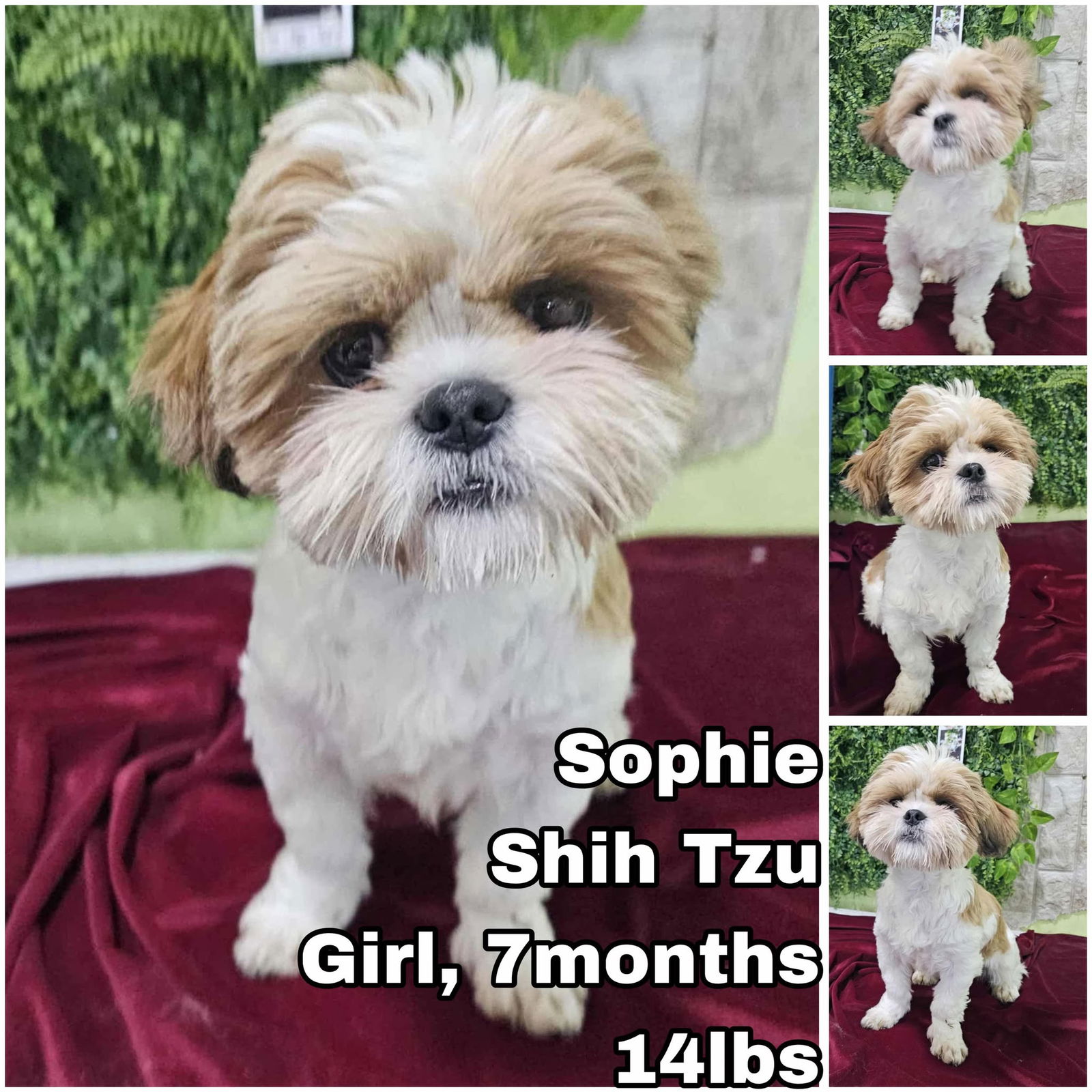 adoptable Dog in Federal Way, WA named Sophie from Korea