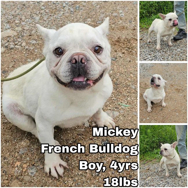 adoptable Dog in Federal Way, WA named Mickey from Korea