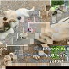 adoptable Dog in  named Mickey from Korea
