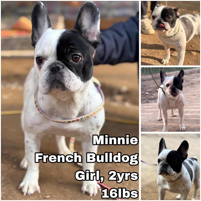 adoptable Dog in Federal Way, WA named Minnie from Korea