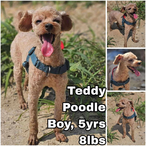 TEDDY - Poodle (Toy) available for adoption