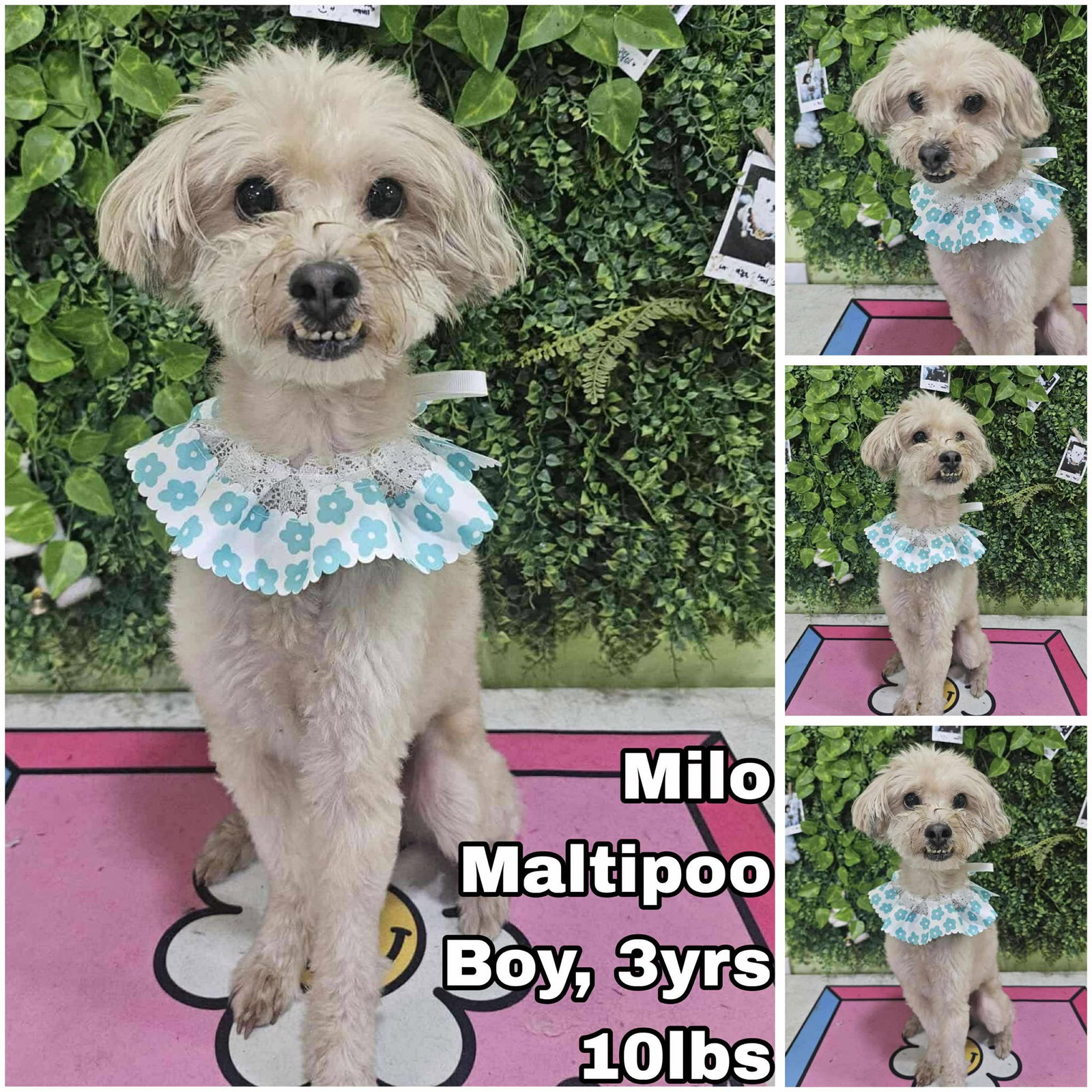 Milo from Korea Image