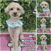 Milo from Korea - Photo 1