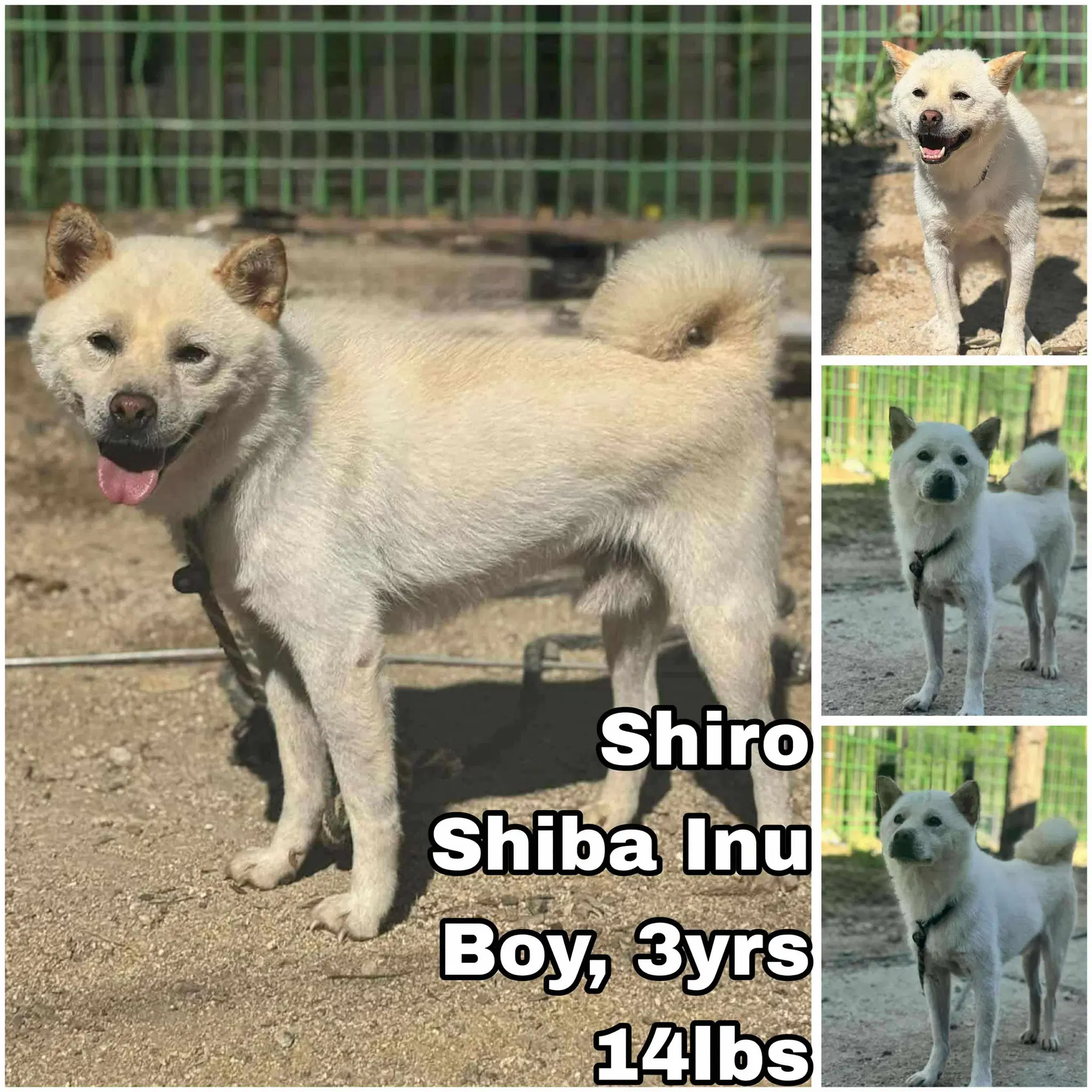 Shiro From Korea - Shiba Inu