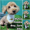Rufus from Korea - Photo 1