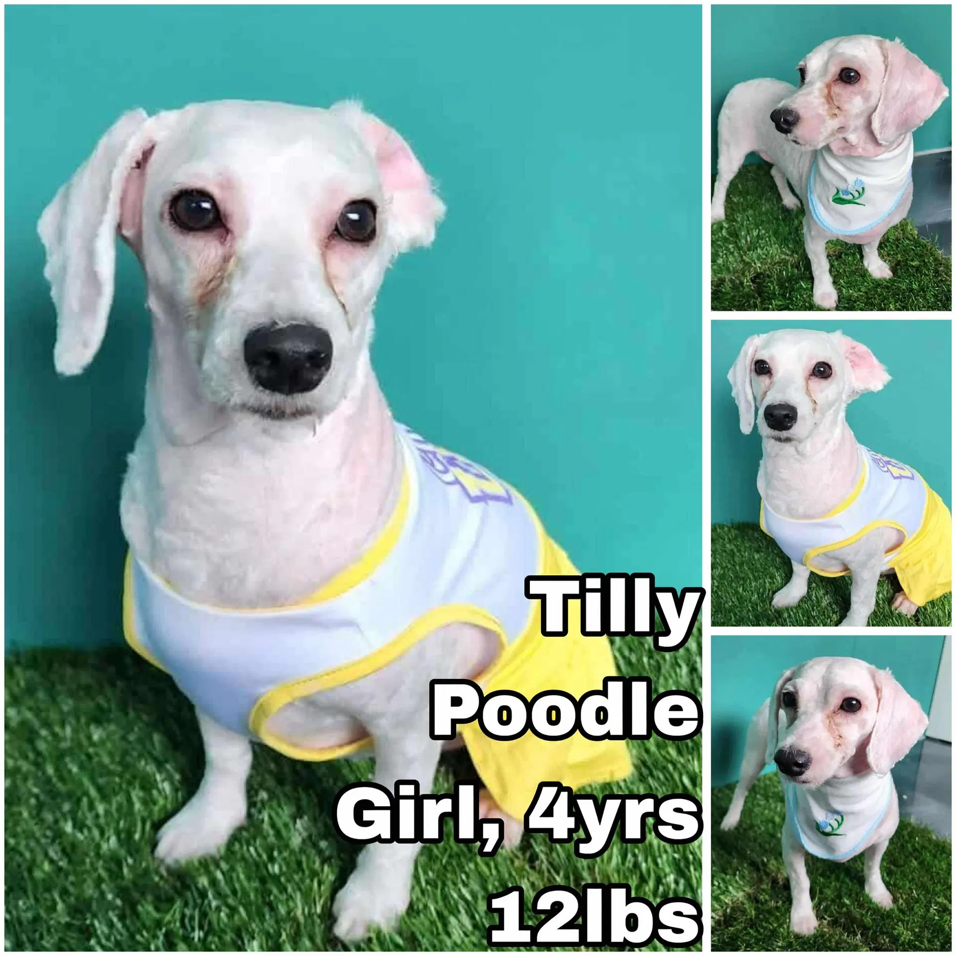 Tilly From Korea - Poodle (unknown type)