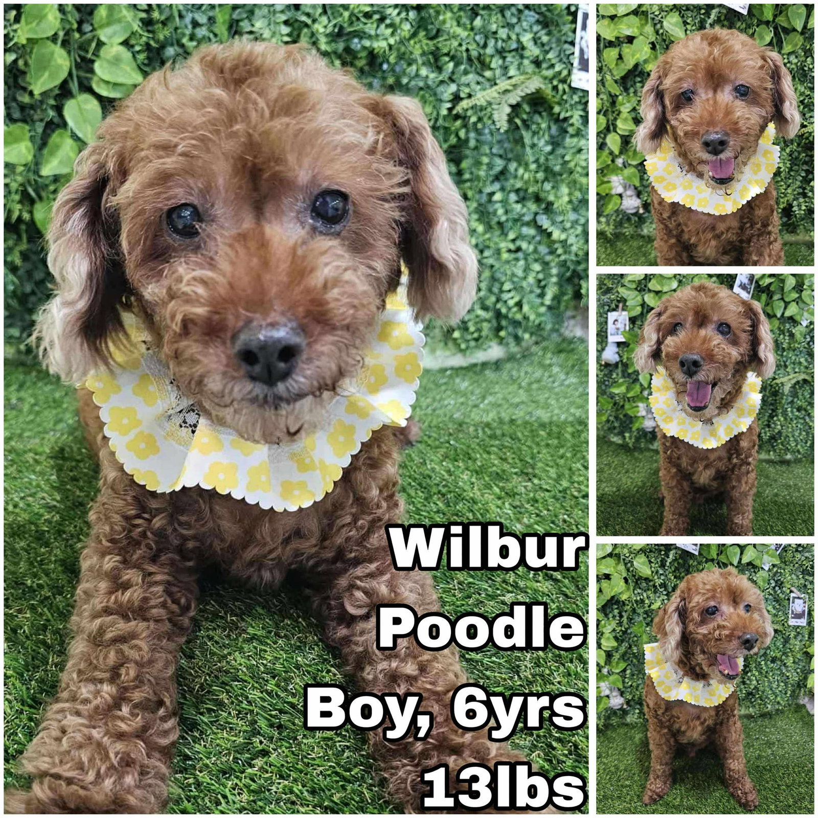 Wilbur from Korea Image