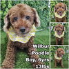 Wilbur from Korea - Photo 1