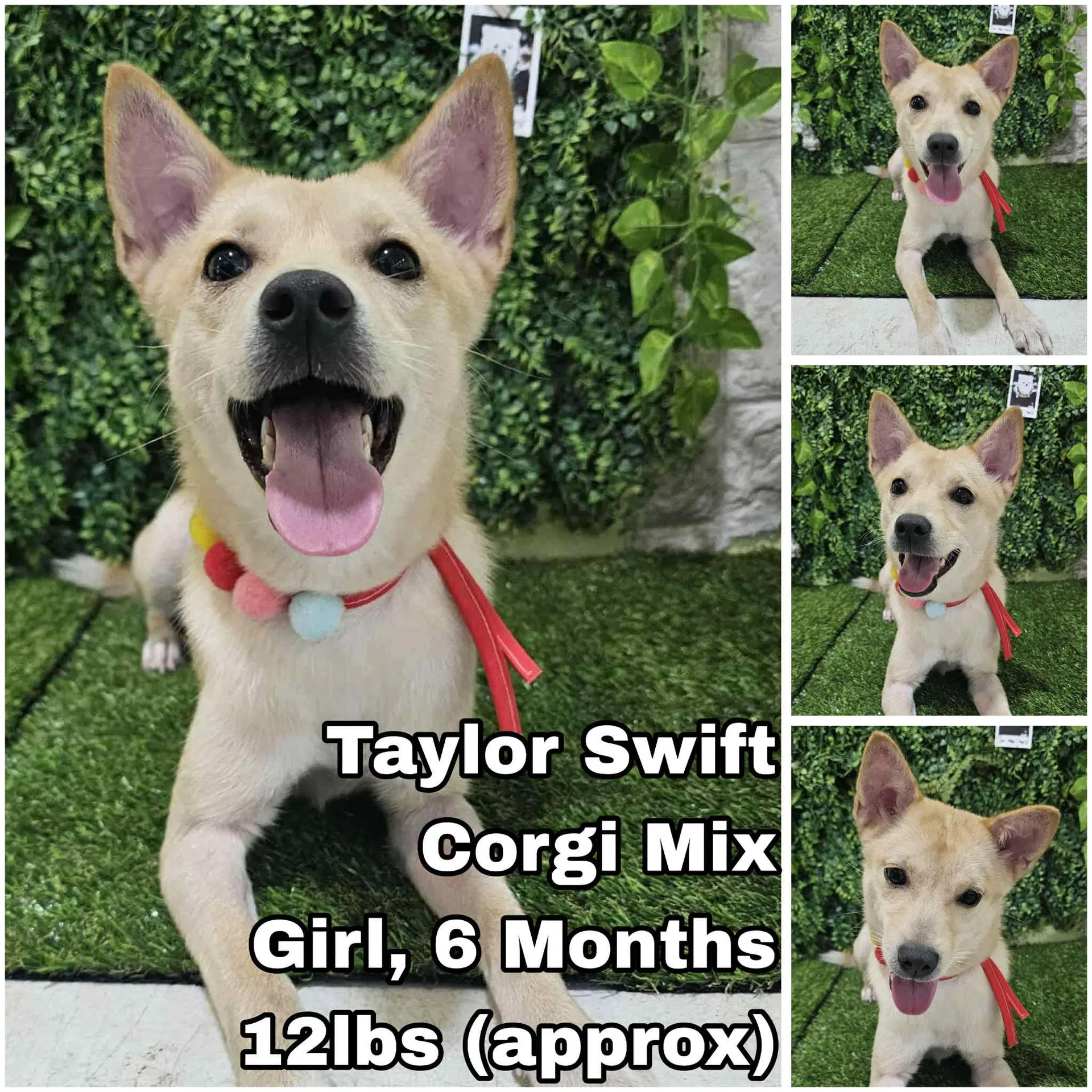 Taylor Swift From Korea - Corgi