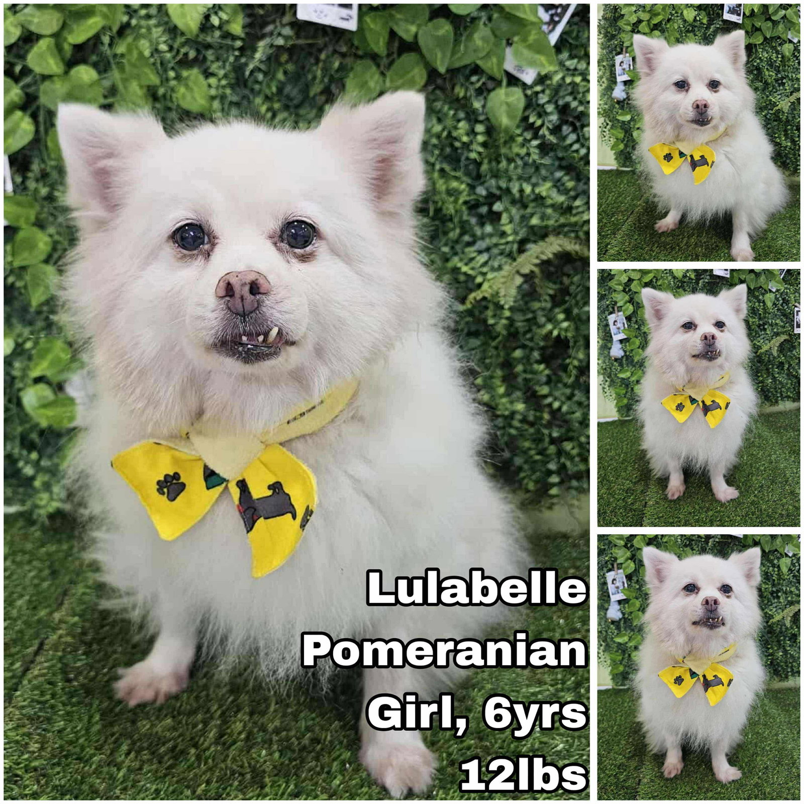 Lulabelle from Korea Image