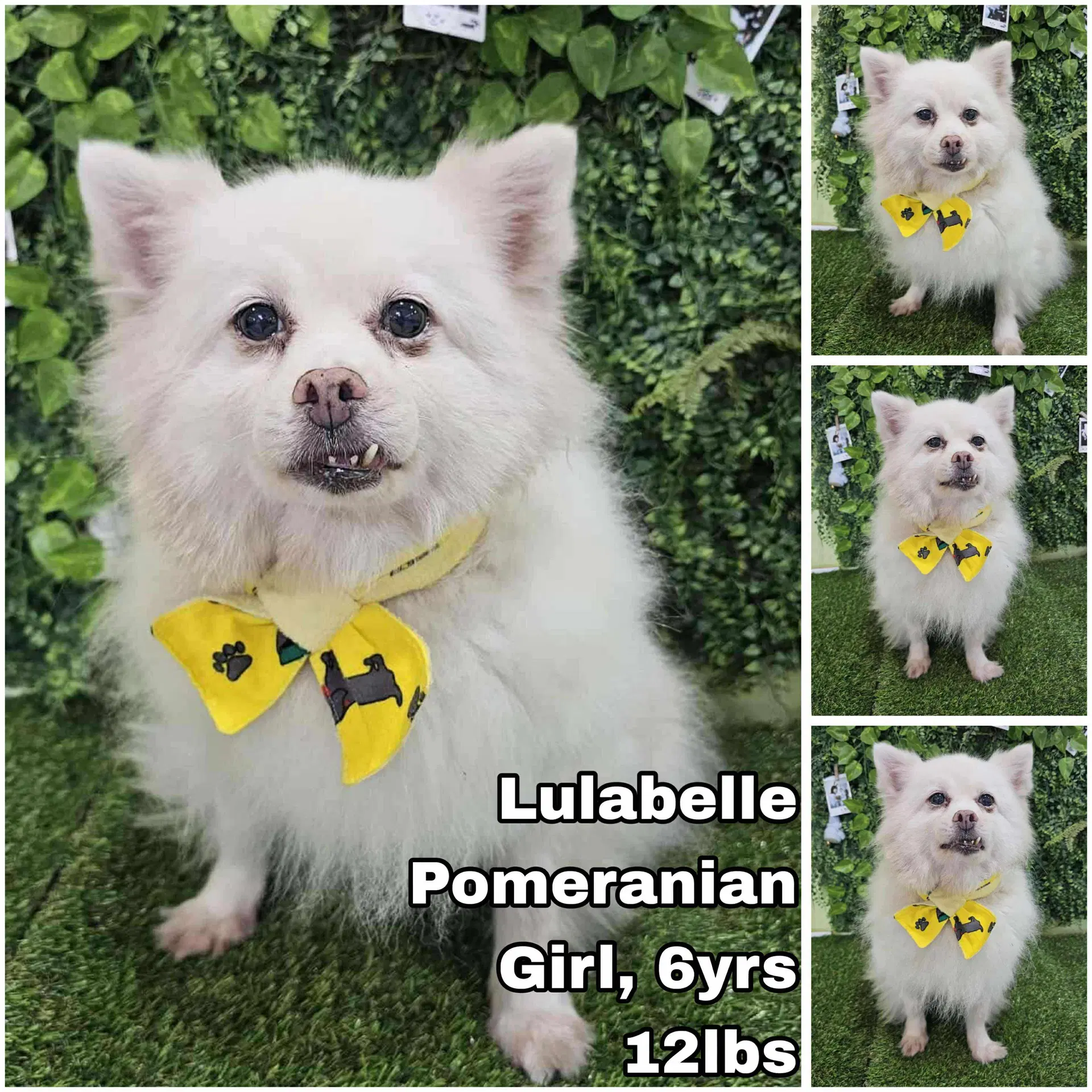 Lulabelle From Korea - Pomeranian