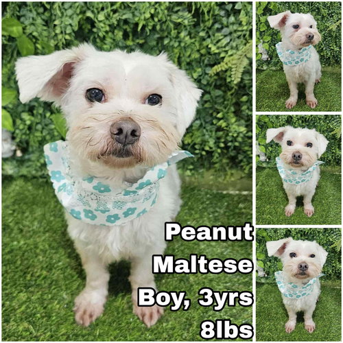 PEANUT FROM KOREA - Maltese available for adoption