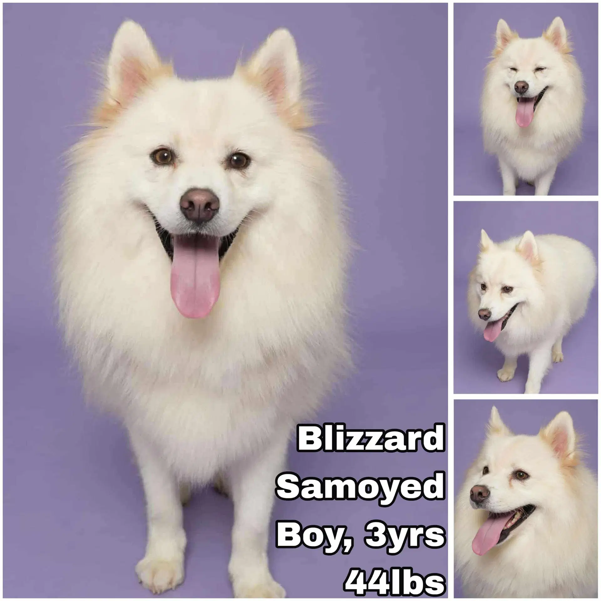 Blizzard From Korea - Samoyed
