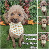 Pumpkin from Korea - Photo 1
