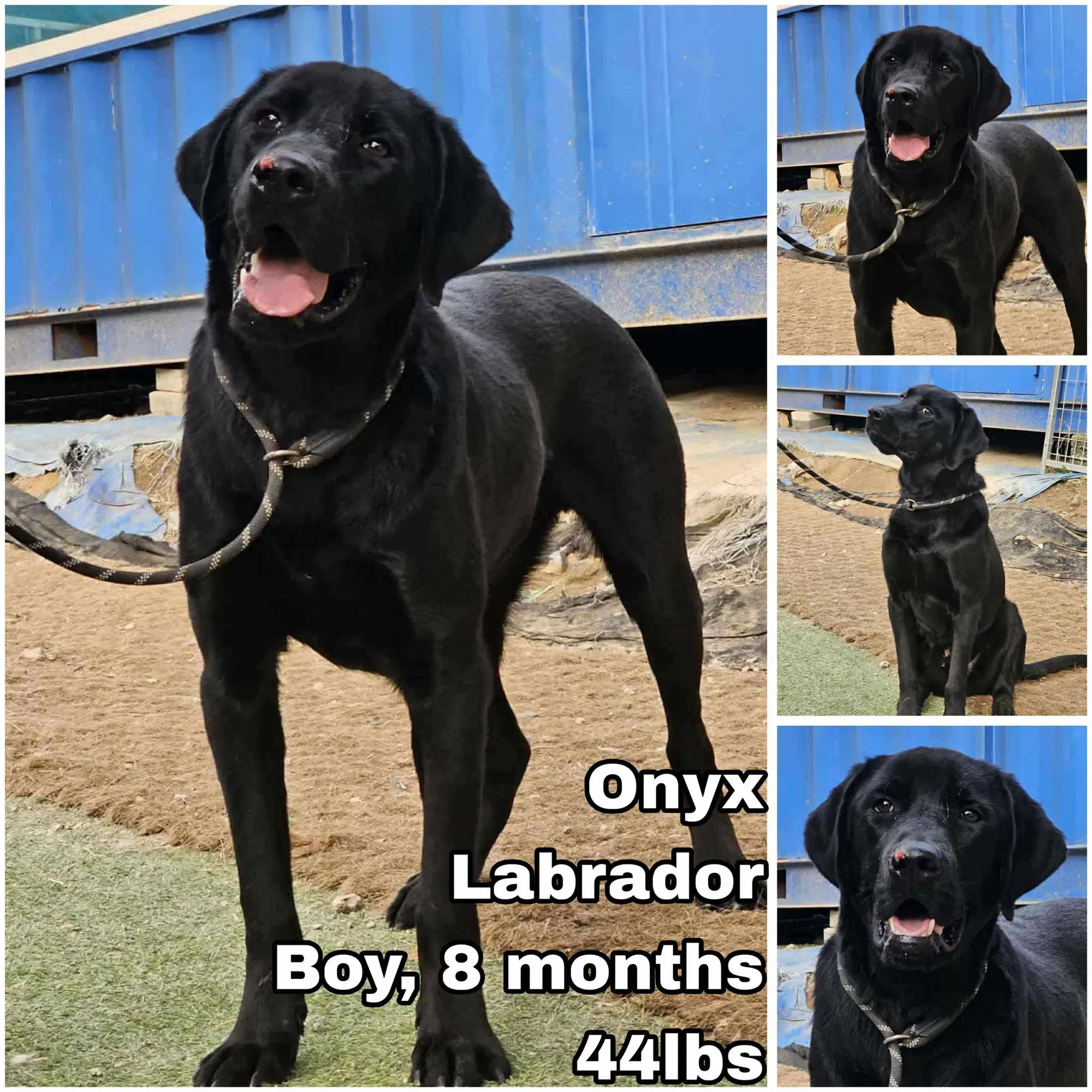Onyx From Korea - Labrador Retriever
