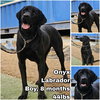 Onyx from Korea - Photo 1