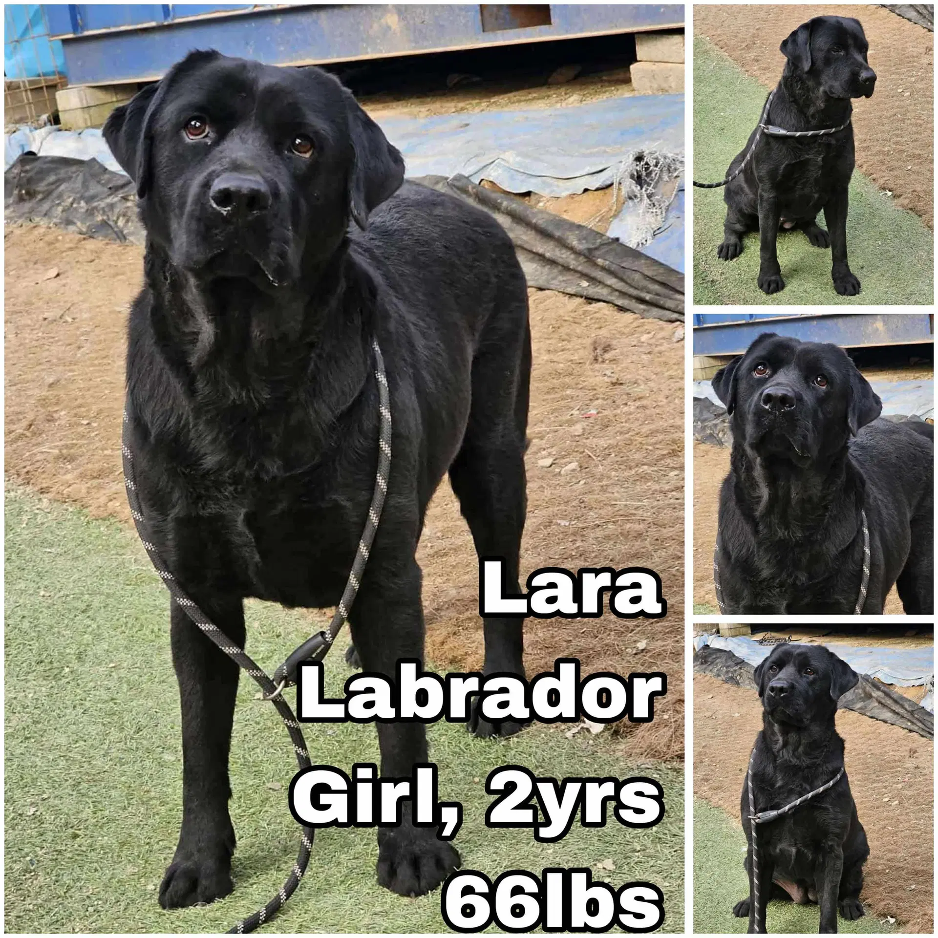 Lara From Korea - Labrador Retriever