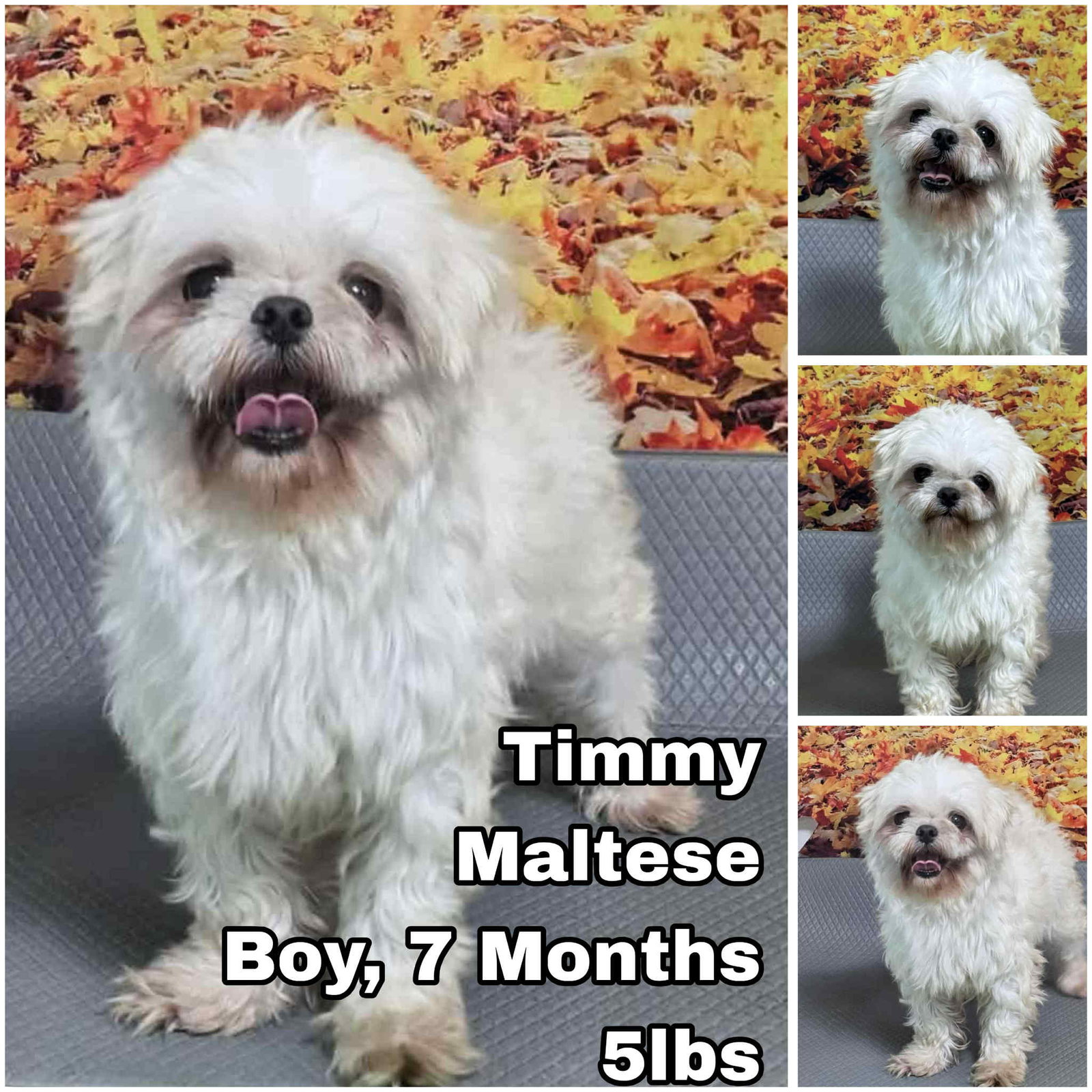 Timmy from Korea Image