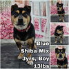 Blue from Korea - Photo 1