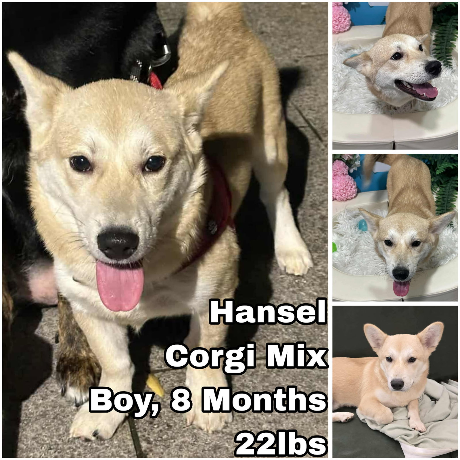 Hansel from Korea Image