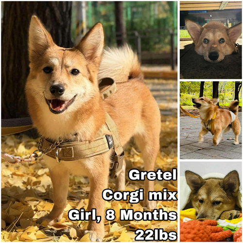 animal-image