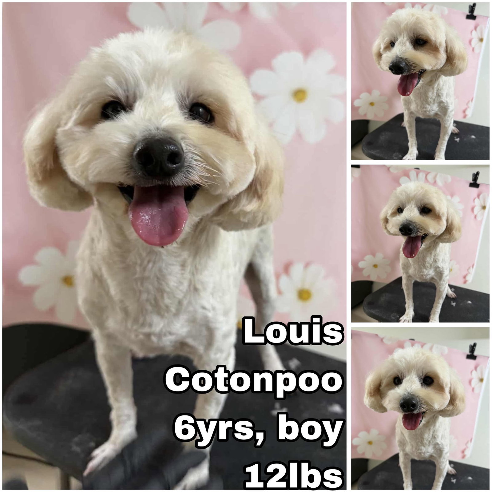 Louis from Korea Image