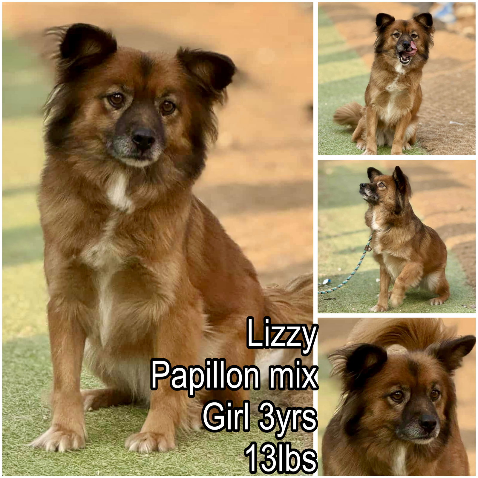 Lizzy from Korea Image