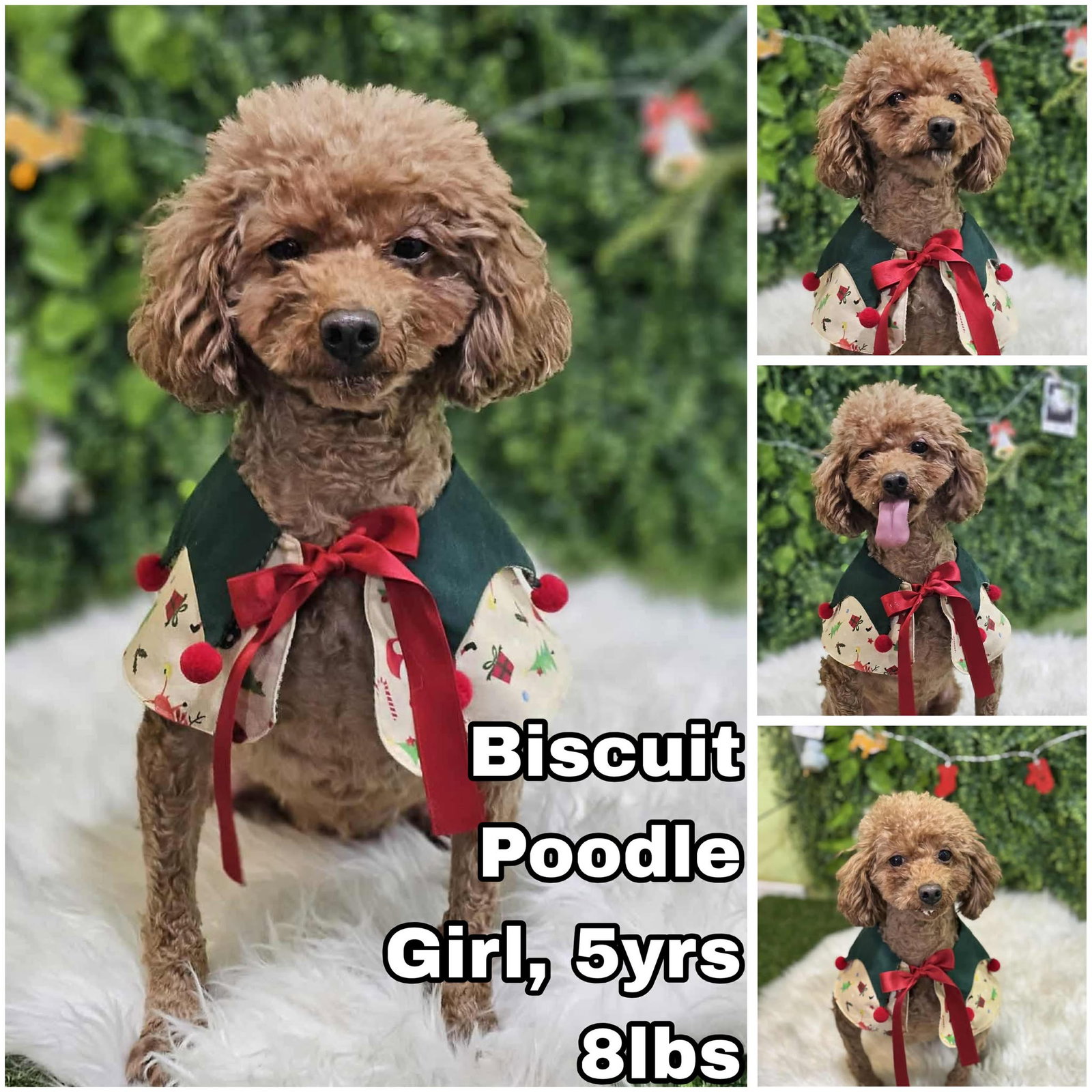 Biscuit from Korea Image