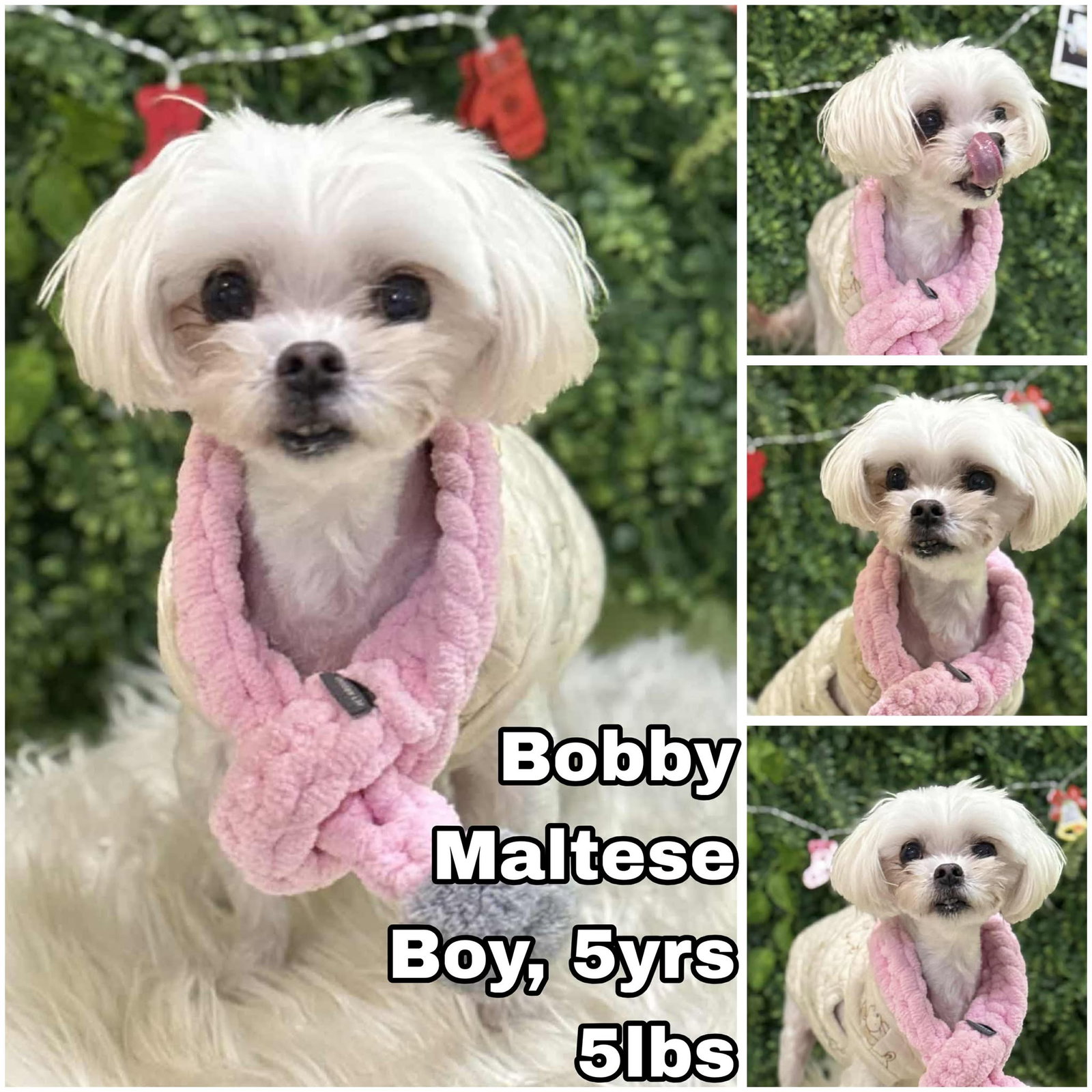 Bobby from Korea Image