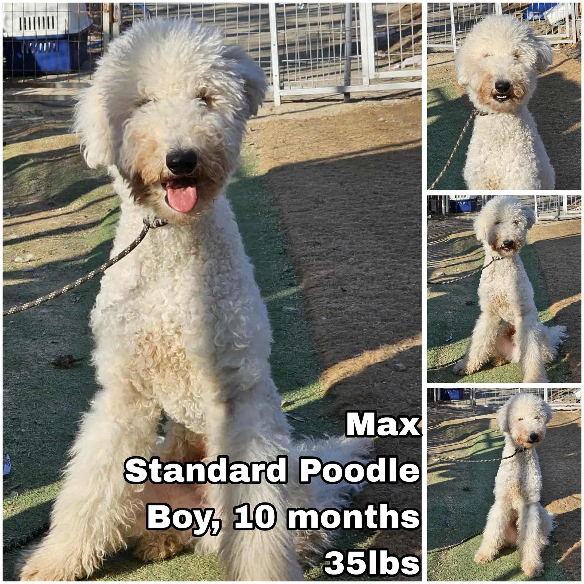 Max From Korea - Poodle (Standard)