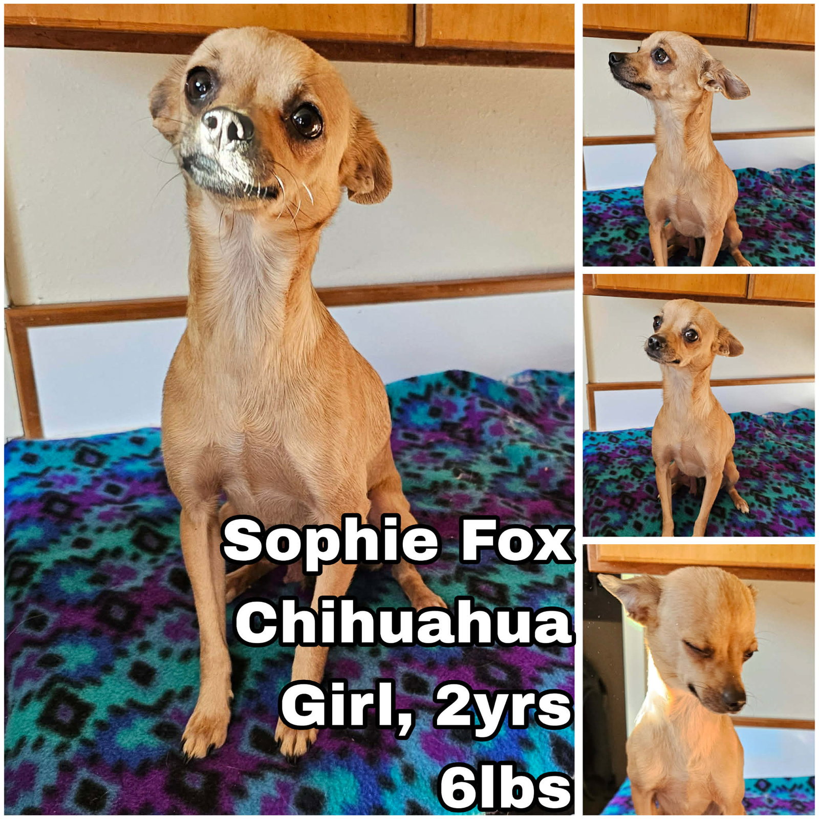 Sophie Fox Image